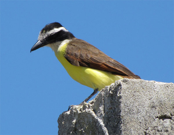 Bermuda Bird by Bob See