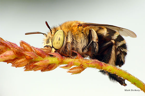 Blue Banded Bee 2 by Mark Berkery