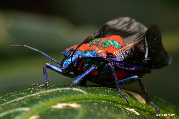 Hibiscus Harlequin Spreads Her Wings by Mark Berkery