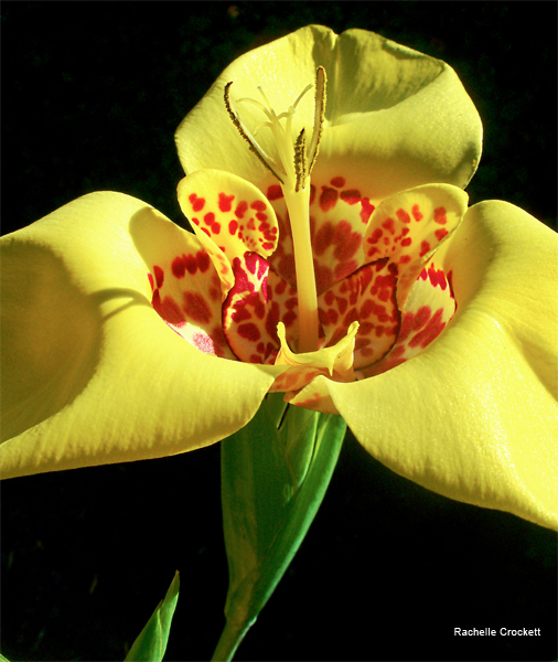 Bright Yellow Spotted Blossom by Rachelle Crockett